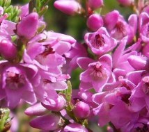 heather-14-fiori-di-bach